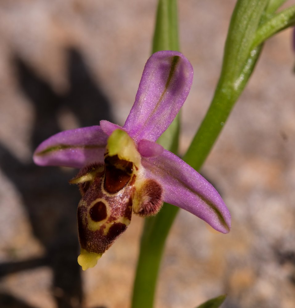 Orchidee di Marzo - Dalla Grecia con passione